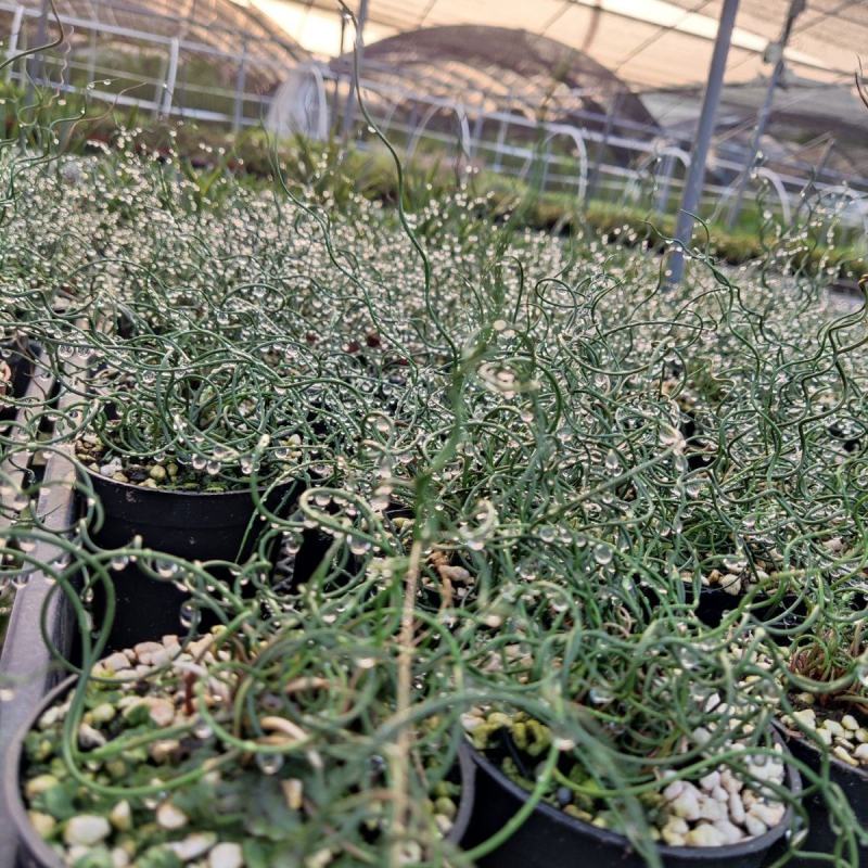 弹簧草萌卷姬弹簧花园办公室盆栽耐寒耐阴进口