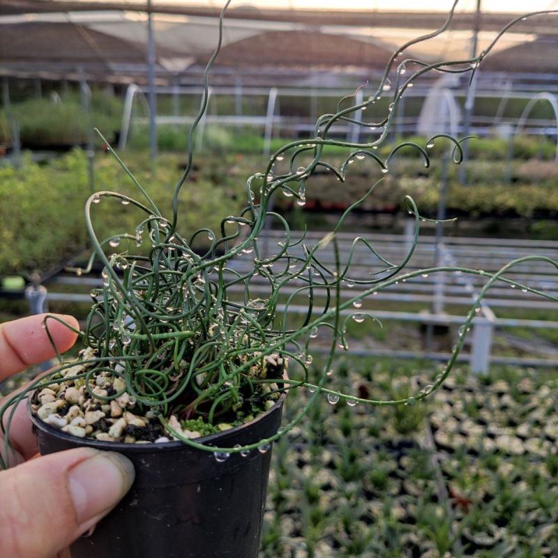 弹簧草萌卷姬弹簧花园办公室盆栽耐寒耐阴进口