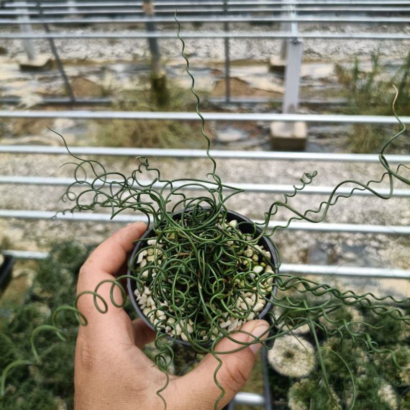 弹簧草萌卷姬弹簧花园办公室盆栽耐寒耐阴进口