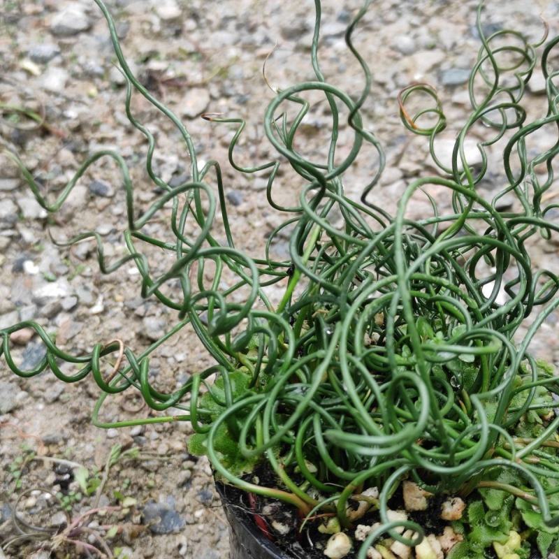 弹簧草萌卷姬弹簧花园办公室盆栽耐寒耐阴进口