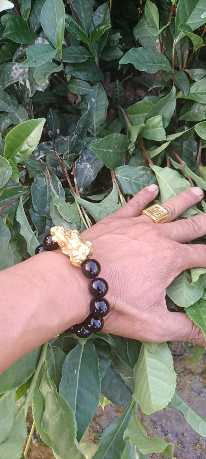 精品茶树苗越黄茶苗政和大茶苗种类齐全欢迎选购