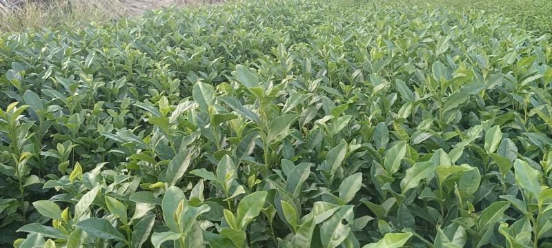 精品茶树苗越黄茶苗政和大茶苗种类齐全欢迎选购