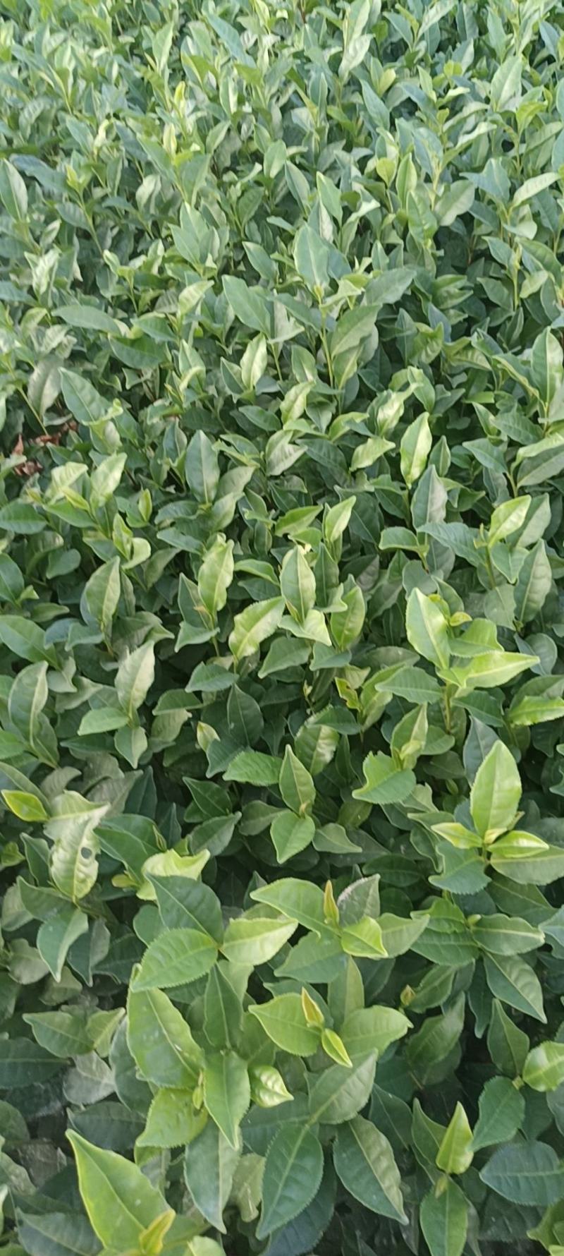 精品茶树苗越黄茶苗政和大茶苗种类齐全欢迎选购
