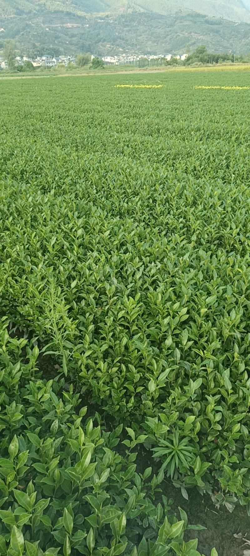 精品茶树苗福安白茶苗九龙大白茶苗种类齐全成活率高