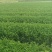 精品茶树苗福安白茶苗九龙大白茶苗种类齐全成活率高