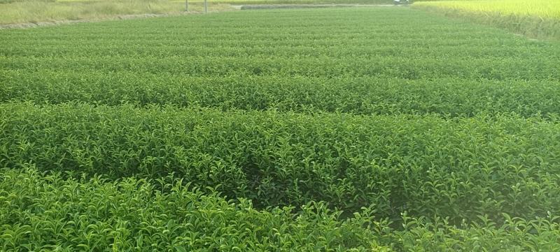 精品茶树苗福安白茶苗九龙大白茶苗种类齐全成活率高