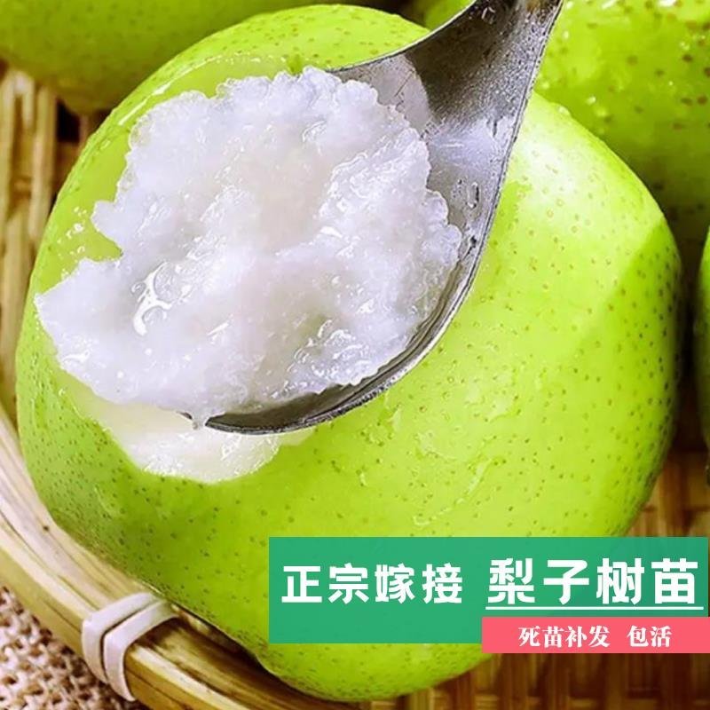 嫁接翠冠梨树苗早晚熟元黄梨雪梨丰水树苗基地直发