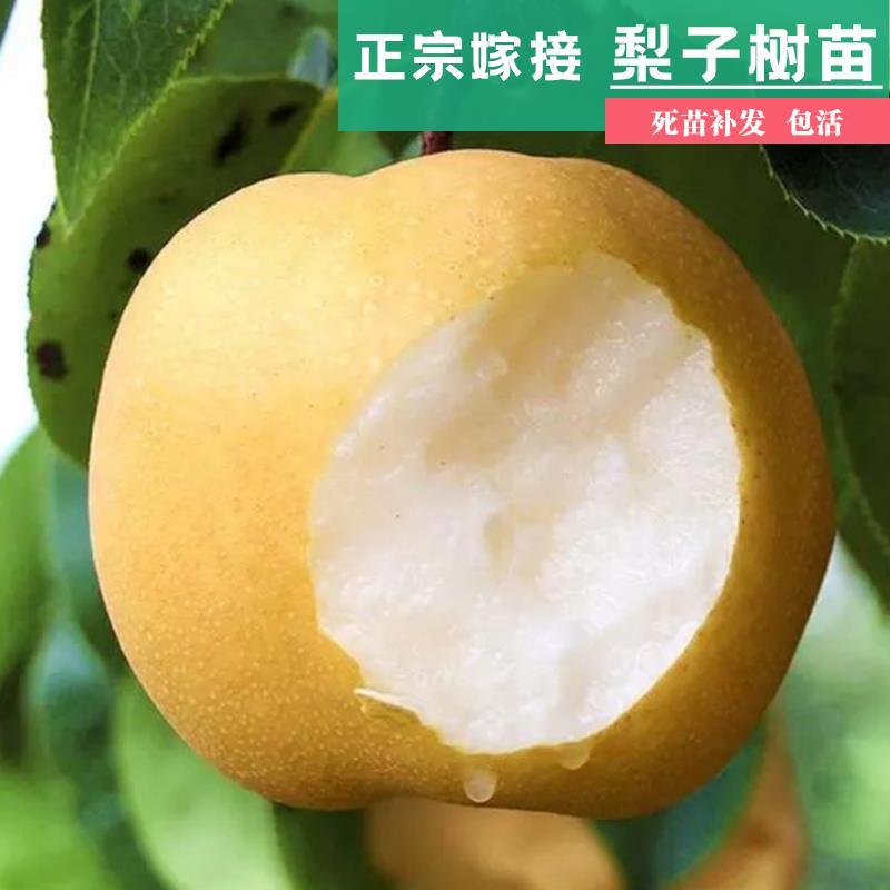 嫁接翠冠梨树苗早晚熟元黄梨雪梨丰水树苗基地直发