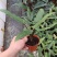剑叶海芋紫背箭叶海芋荷兰进口ins风绿植室内