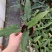 剑叶海芋紫背箭叶海芋荷兰进口ins风绿植室内