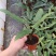 剑叶海芋紫背箭叶海芋荷兰进口ins风绿植室内