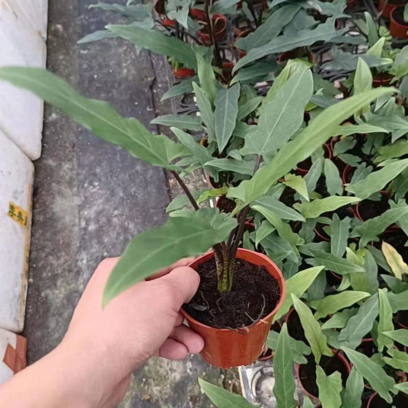 剑叶海芋紫背箭叶海芋荷兰进口ins风绿植室内