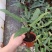 剑叶海芋紫背箭叶海芋荷兰进口ins风绿植室内