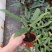 剑叶海芋紫背箭叶海芋荷兰进口ins风绿植室内