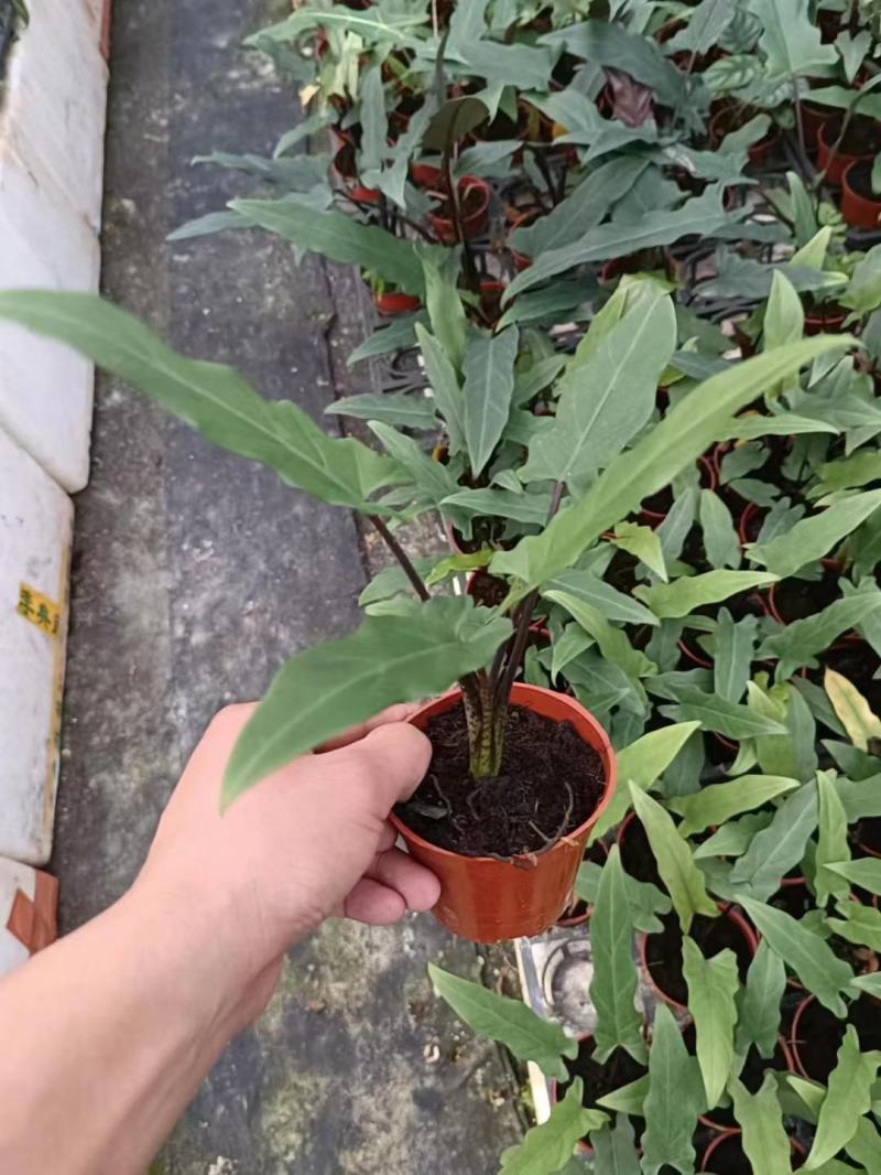 剑叶海芋紫背箭叶海芋荷兰进口ins风绿植室内