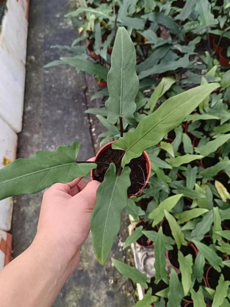 剑叶海芋紫背箭叶海芋荷兰进口ins风绿植室内