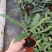 剑叶海芋紫背箭叶海芋荷兰进口ins风绿植室内