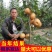 嫁接翠冠梨树苗早晚熟元黄梨雪梨丰水树苗基地直发