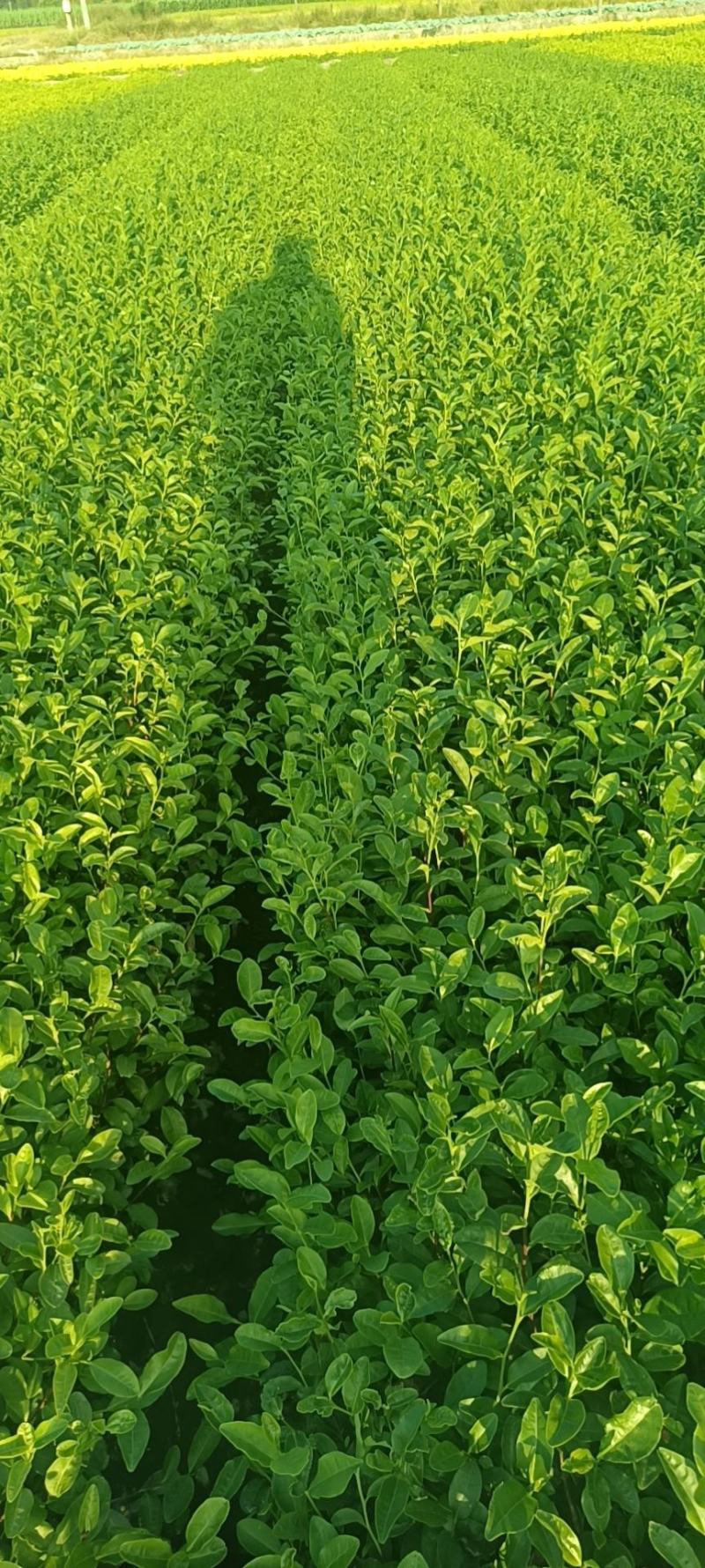 精品茶树苗安吉奶白茶苗基地供货量大从优欢迎电话联系