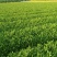 精品茶树苗安吉奶白茶苗基地供货量大从优欢迎电话联系