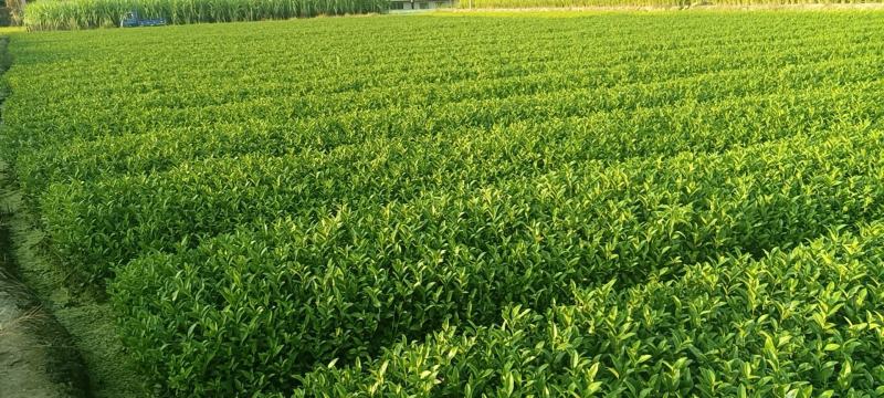 精品茶树苗安吉奶白茶苗基地供货量大从优欢迎电话联系