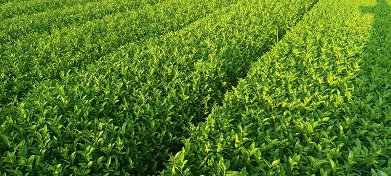 精品茶树苗安吉奶白茶苗基地供货量大从优欢迎电话联系