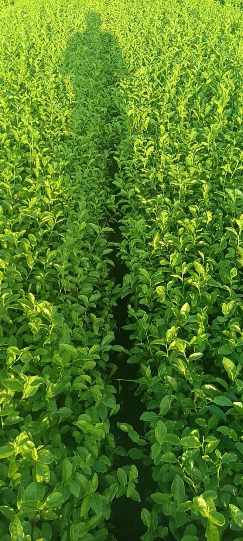 精品茶树苗安吉奶白茶苗基地供货量大从优欢迎电话联系