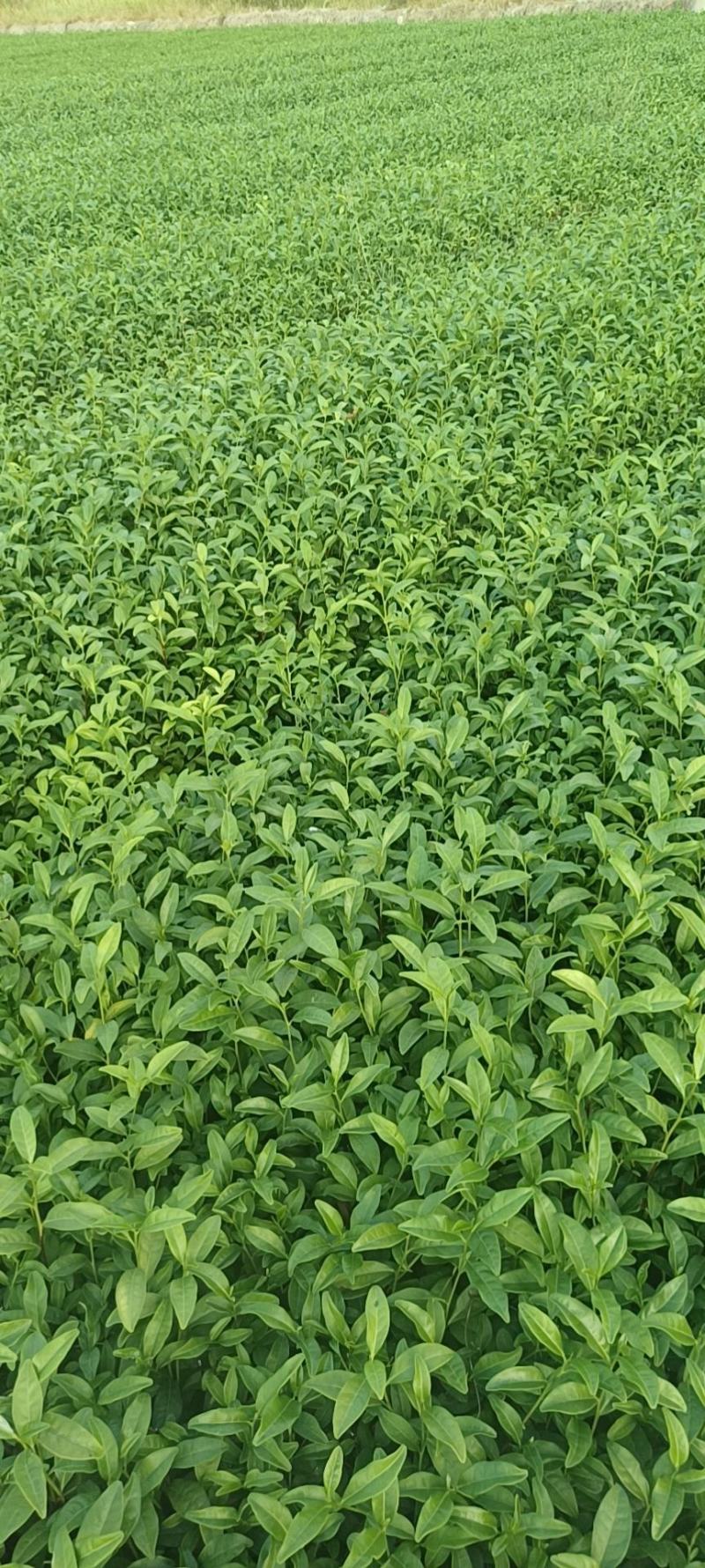 精品茶树苗安吉白茶苗根系发达成活率高欢迎电话联系