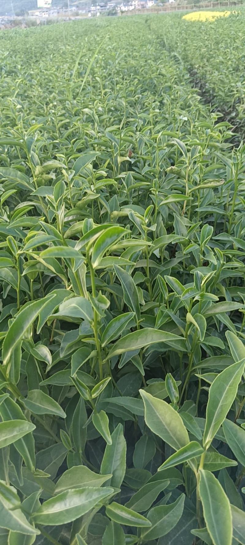 精品茶树苗安吉白茶苗根系发达成活率高欢迎电话联系