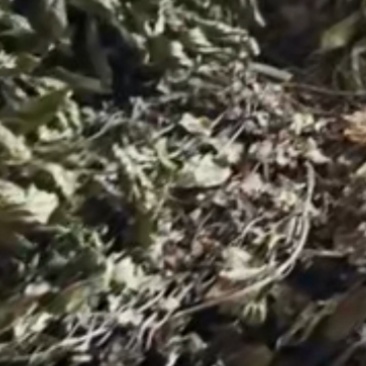 紫茎泽兰干货50吨