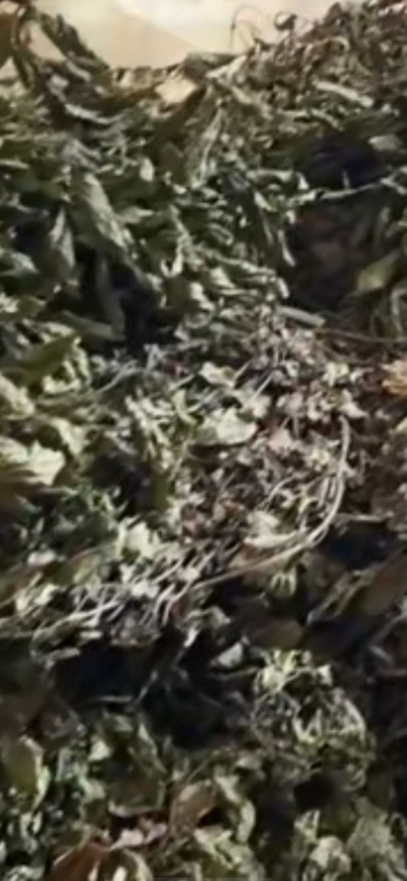 紫茎泽兰干货50吨