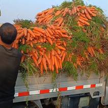 供应基地三红胡萝卜，走市场抢手一等货。