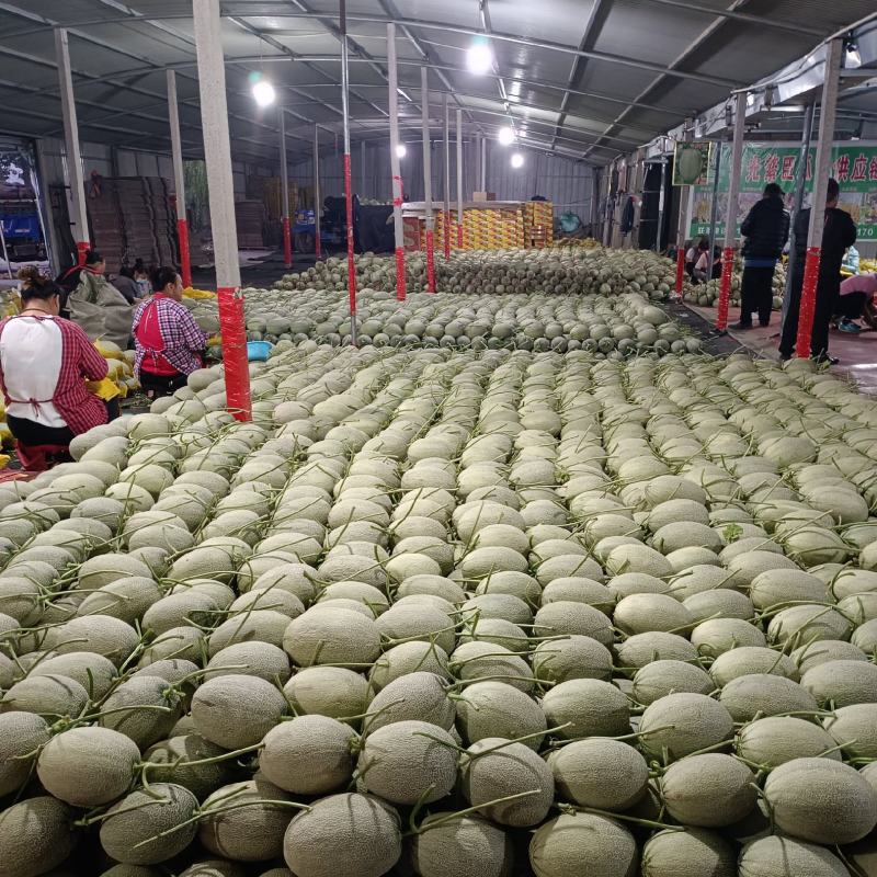 山东耀珑晓蜜25哈蜜瓜，诚信代收，种植面积大，大量上市，