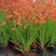 火星花盆栽庭院花镜花卉多年生鸢尾科耐热火星花雄黄兰