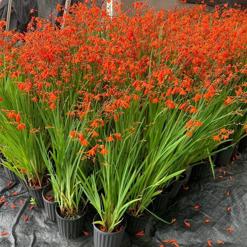 火星花盆栽庭院花镜花卉多年生鸢尾科耐热火星花雄黄兰
