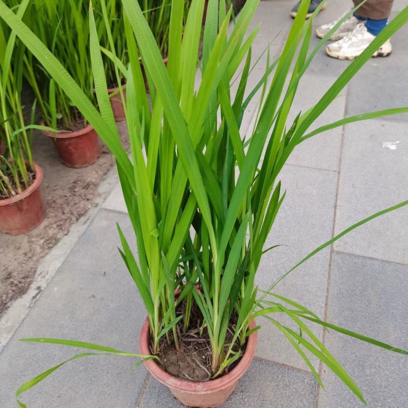 火星花盆栽庭院花镜花卉多年生鸢尾科耐热火星花雄黄兰