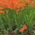 火星花盆栽庭院花镜花卉多年生鸢尾科耐热火星花雄黄兰