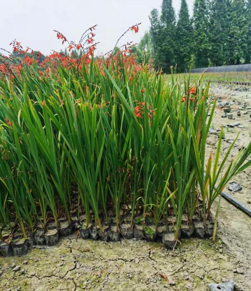 火星花盆栽庭院花镜花卉多年生鸢尾科耐热火星花雄黄兰