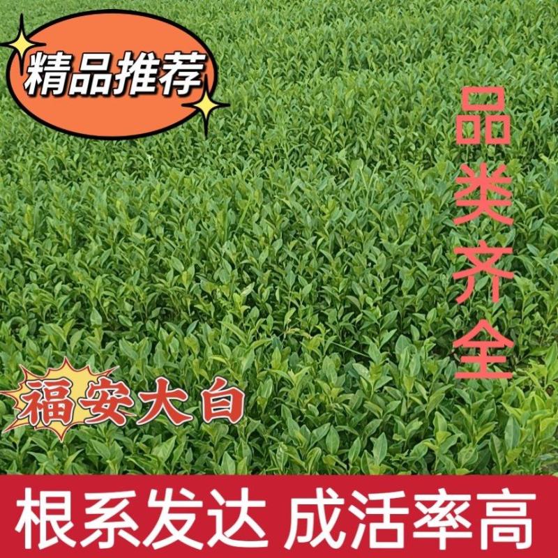 精品茶树苗福安白茶苗九龙大白茶苗种类齐全成活率高
