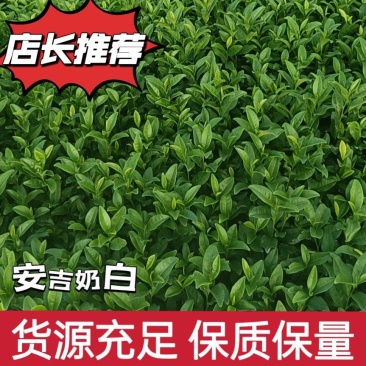 精品茶树苗安吉奶白茶苗基地供货量大从优欢迎电话联系