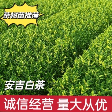 精品茶树苗安吉白茶苗根系发达成活率高欢迎电话联系