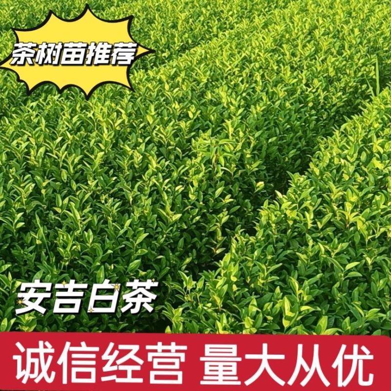 精品茶树苗安吉白茶苗根系发达成活率高欢迎电话联系