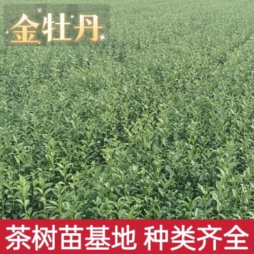 精品茶树苗金牡丹茶苗诚信经营品质保证欢迎电话联系