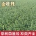 精品茶树苗金牡丹茶苗诚信经营品质保证欢迎电话联系