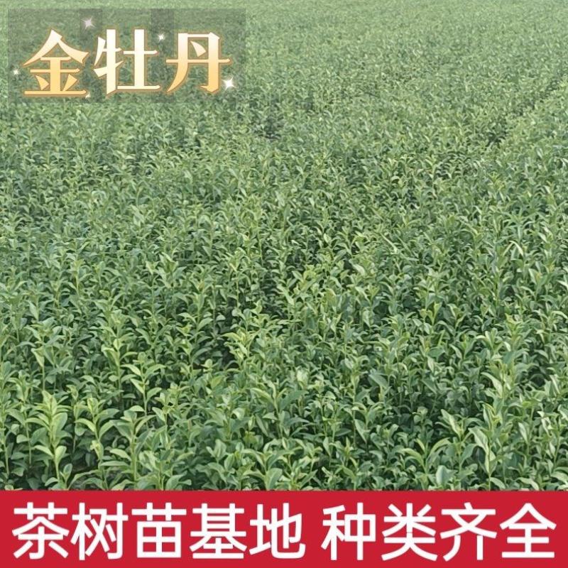 精品茶树苗金牡丹茶苗诚信经营品质保证欢迎电话联系