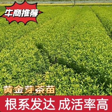 茶树苗黄金芽黄金叶量大从优成活率高欢迎电话联系