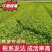 茶树苗黄金芽黄金叶量大从优成活率高欢迎电话联系