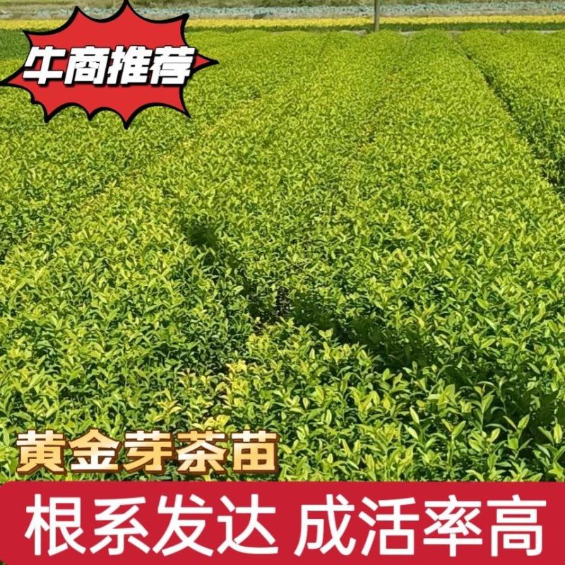 茶树苗黄金芽黄金叶量大从优成活率高欢迎电话联系