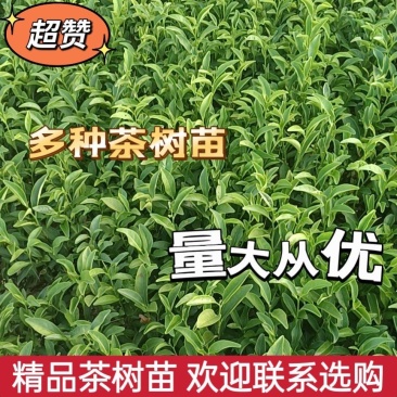 精品茶树苗越黄茶苗政和大茶苗种类齐全欢迎选购