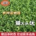 精品茶树苗越黄茶苗政和大茶苗种类齐全欢迎选购